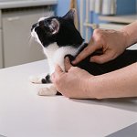 injecting insulin - cat
